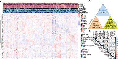 Identification and validation of a prognostic signature of autophagy, apoptosis and pyroptosis-related genes for head and neck squamous cell carcinoma: to imply therapeutic choices of HPV negative patients